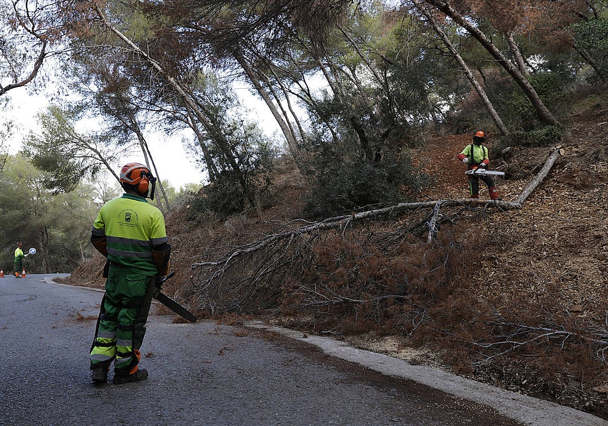 Race against time to stop Malaga's pine trees from dying these are the